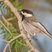 Mexican Chickadee